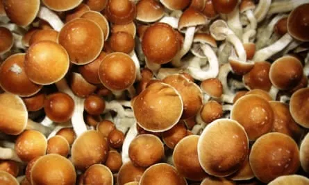 Psychedelics