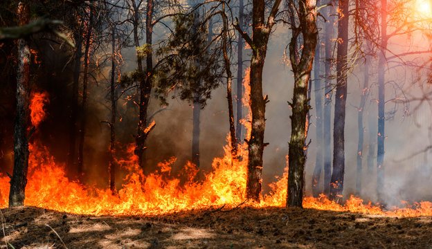 Wildfires