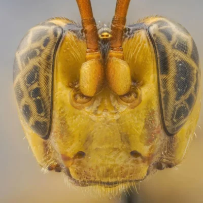 Vampire Wasp