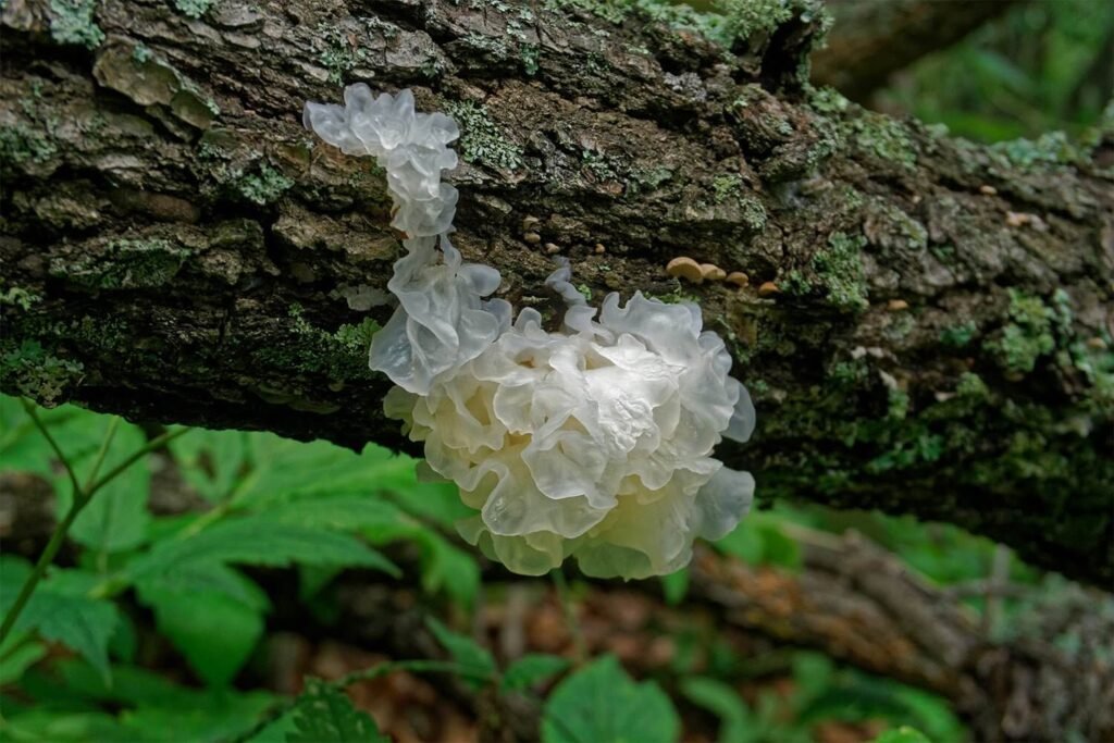 Tremella Mushrooms