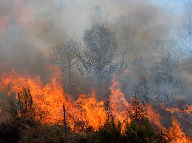 Wildfires