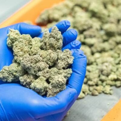 Marijuana