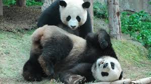 San Diego Zoo Pandas