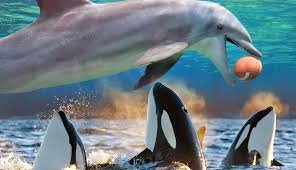 Symphony Dolphin