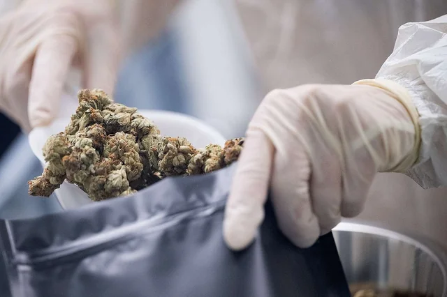 Marijuana