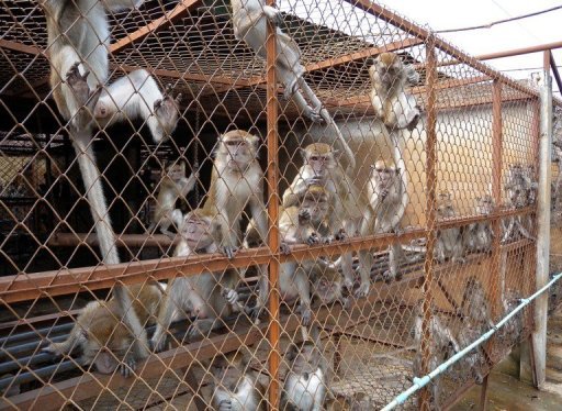 monkey farming
