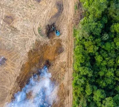 deforestation