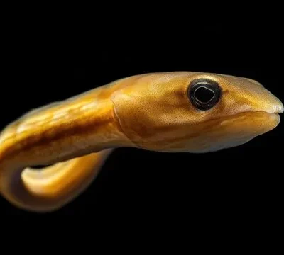 Species