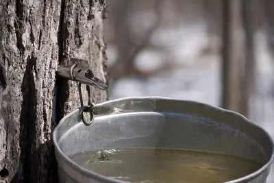 Maple Syrup