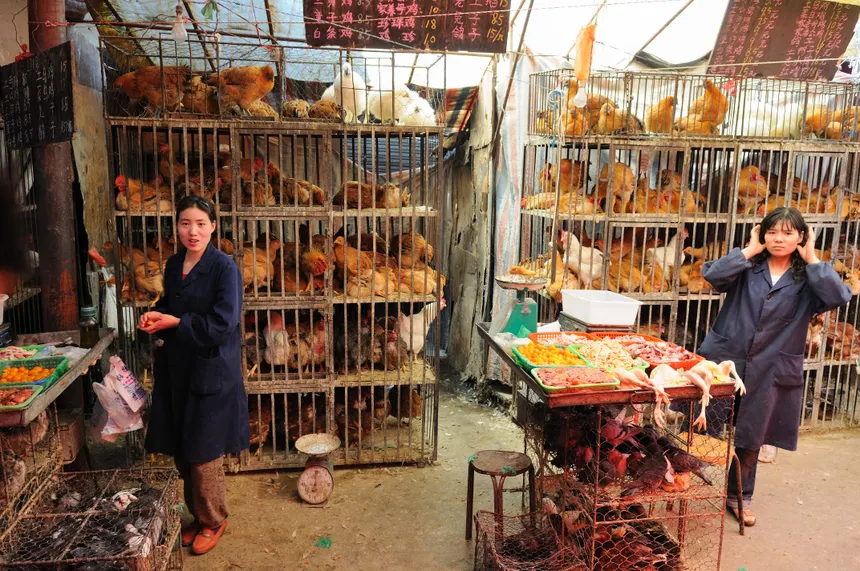 Avian Flu