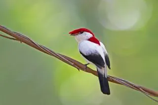 Species