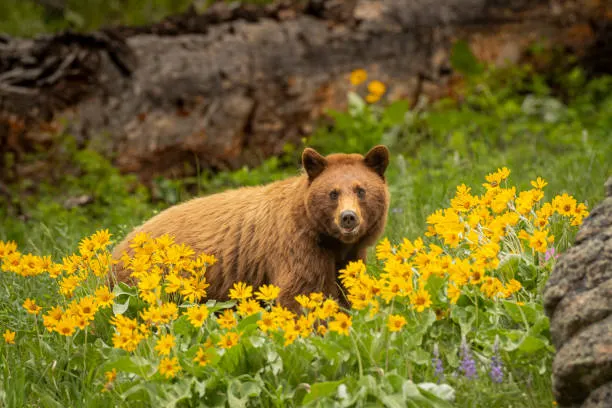 wildlife