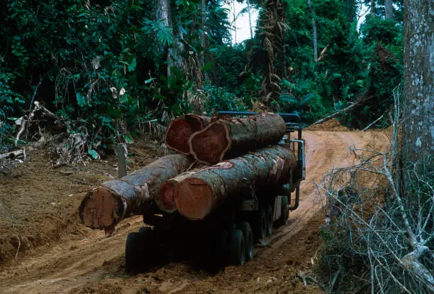 deforestation