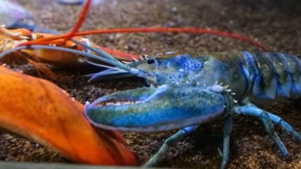 Blue Lobster