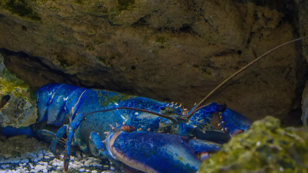 Blue Lobster
