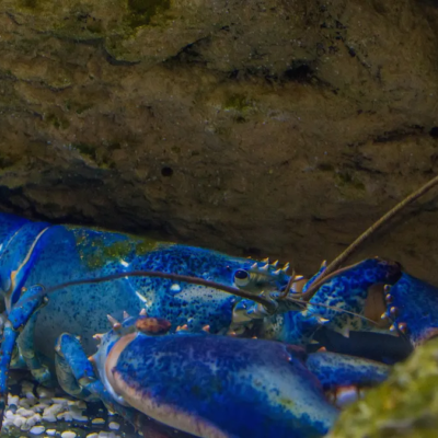 Blue Lobster