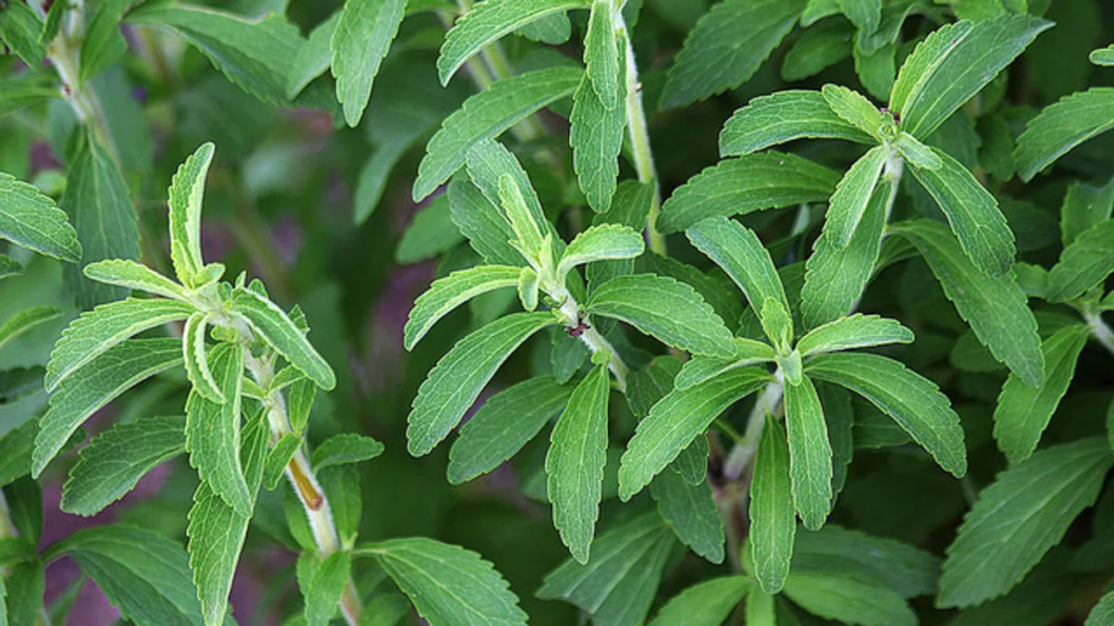 Stevia