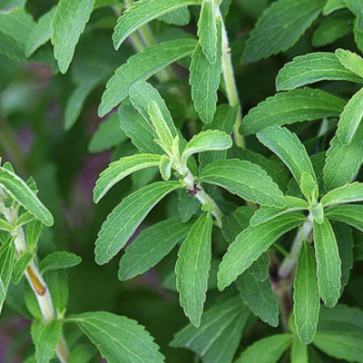 Stevia