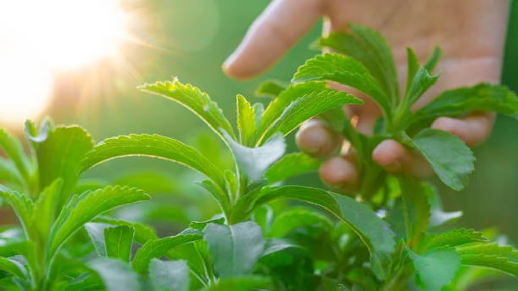 Stevia