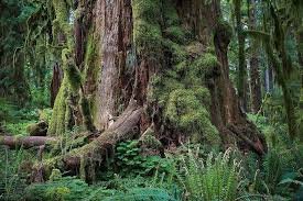 Diverse Beauty of Olympic National Park in Washington