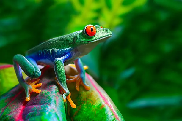 wildlife
