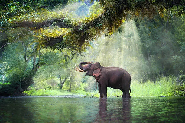 wildlife