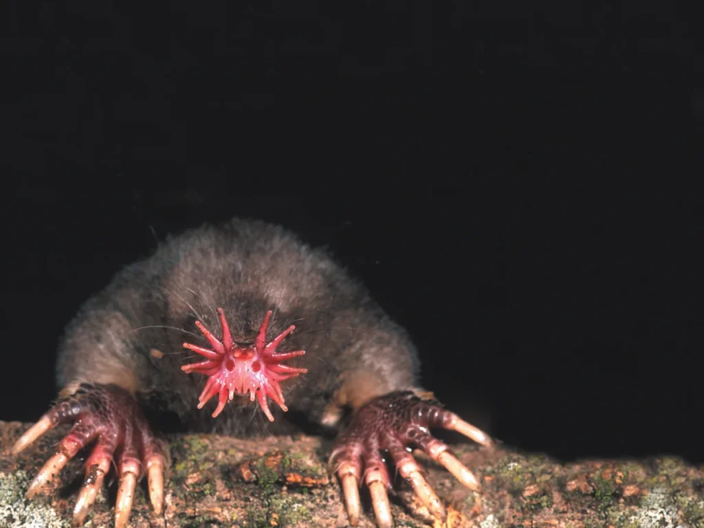 Star-Nosed Mole: The Stuff of Nightmares
