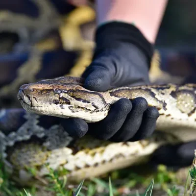 Florida's Battle with Burmese Pythons