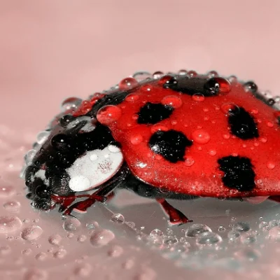 Ladybugs Bite