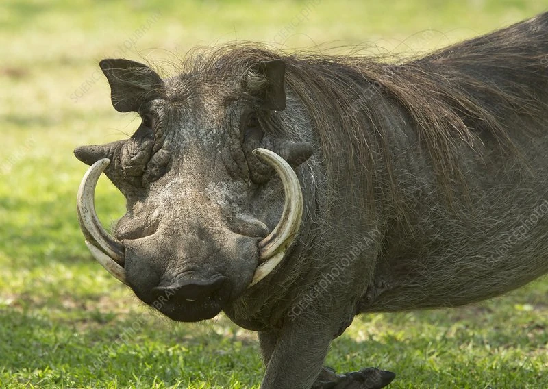 Warthog: The Not-So-Pretty Cousin of Pumbaa