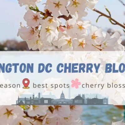 National Cherry Blossom Festival Washington