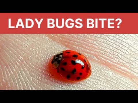 Ladybugs Bite Humans?