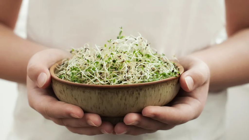 Alfalfa Sprouts