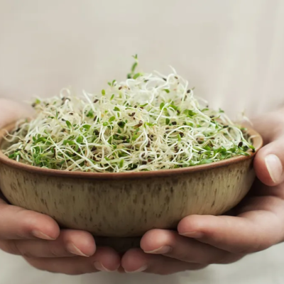 Alfalfa Sprouts