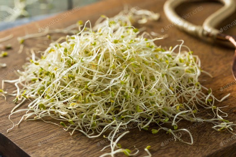 Alfalfa Sprouts