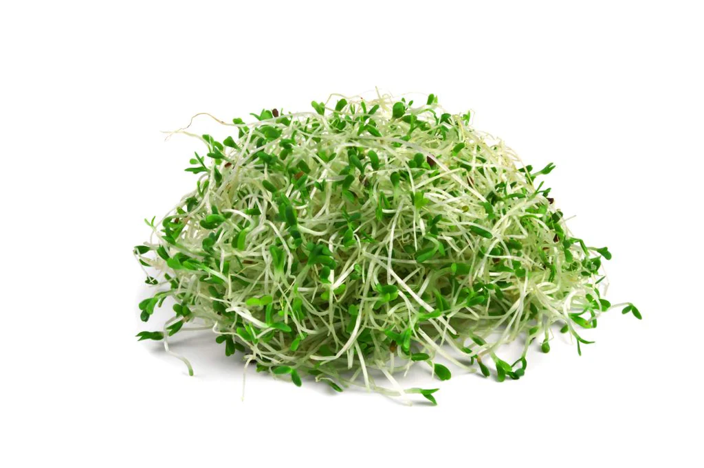 Alfalfa Sprouts