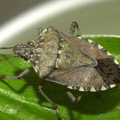 Stink Bugs
