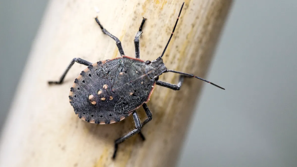 Stink Bugs