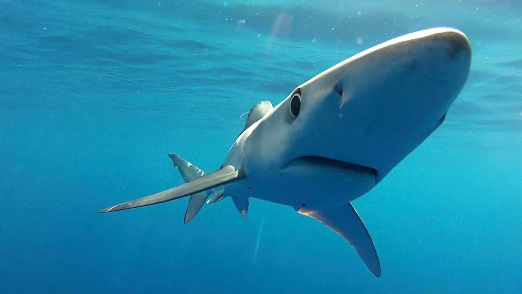 Sharks