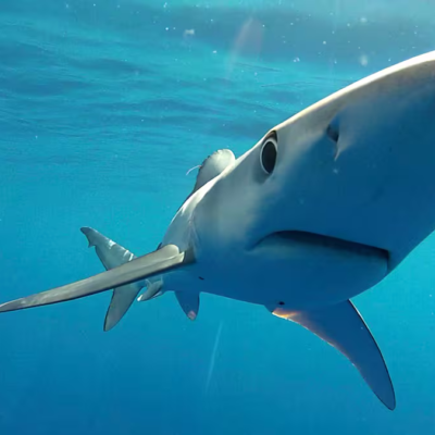 Sharks
