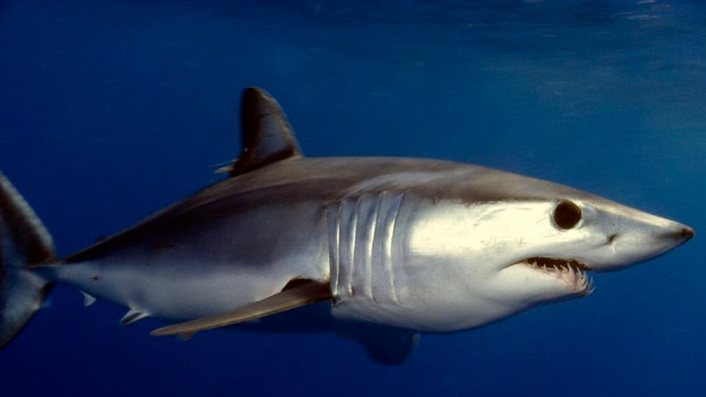 Sharks