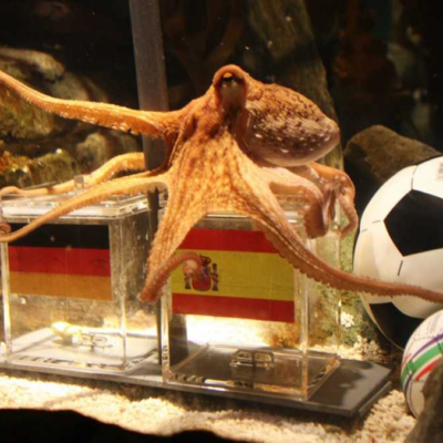 Octopus