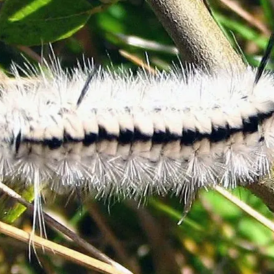 White Caterpillar