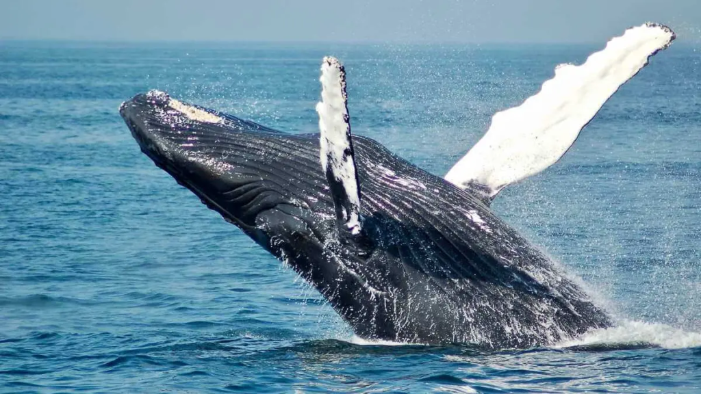 Animal