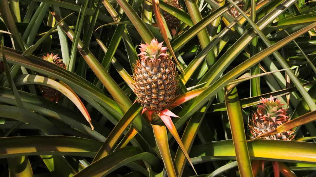 Pineapples