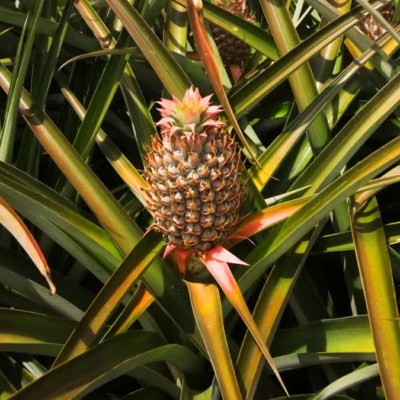 Pineapples