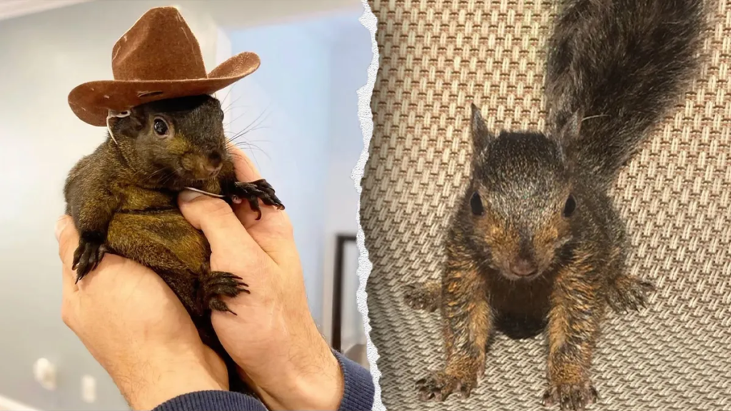 Peanut