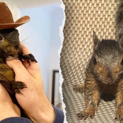 Peanut