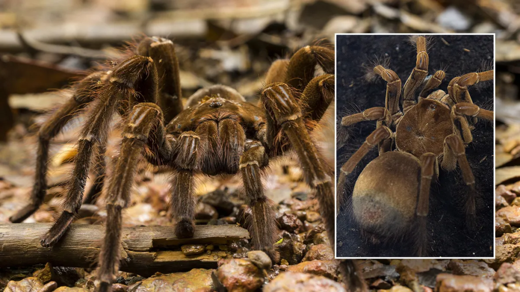 Goliath Birdeater
