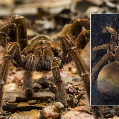 Goliath Birdeater